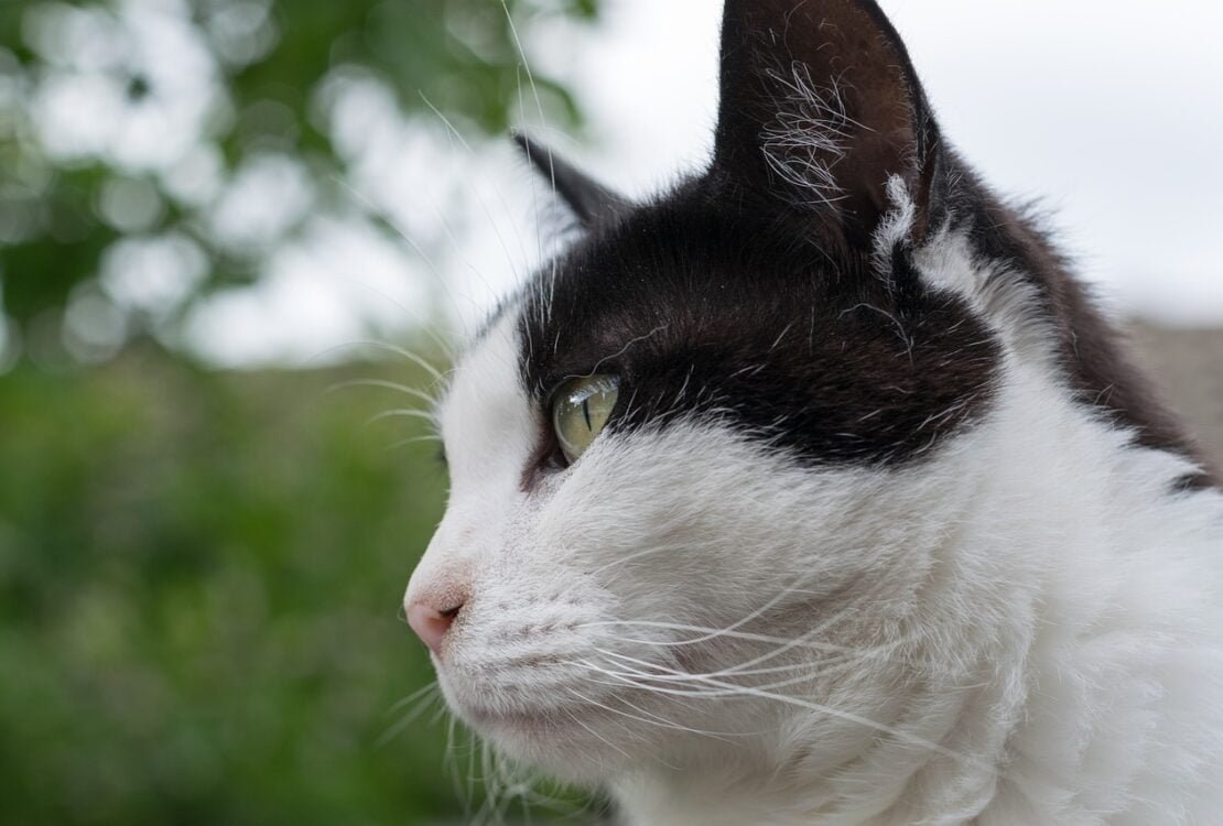Schwarz-weiße Katze sitzt im Grünen