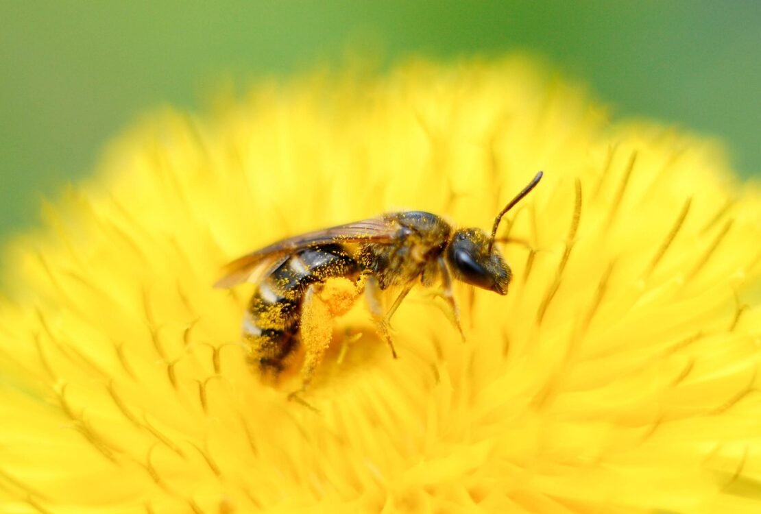 Biene sitzt auf einer gelben Blüte