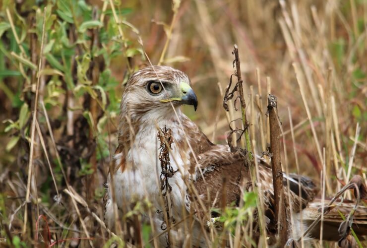 Greifvogel sitzt im hohen Gras und blickt zur Seite