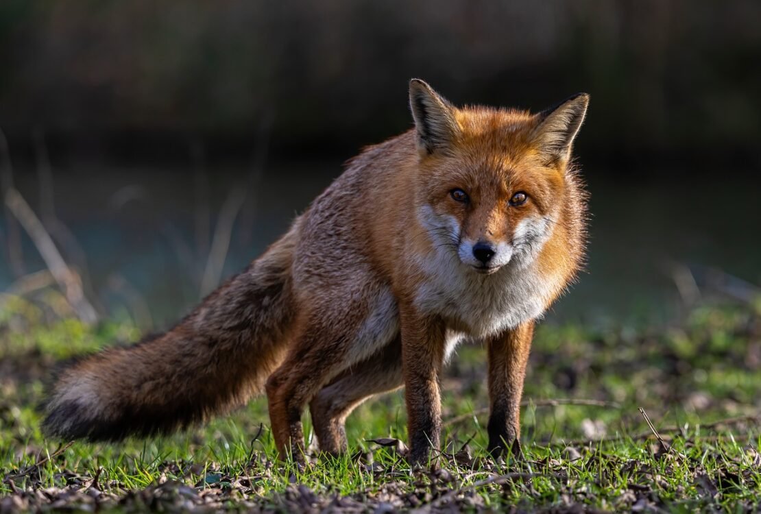 Fuchs steht auf einer Wiese und blickt nach vorn