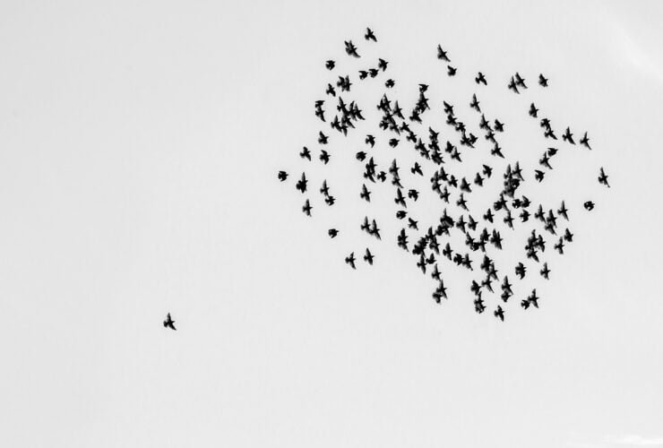 Vogelschwarm fliegt vor einem hellen Himmel