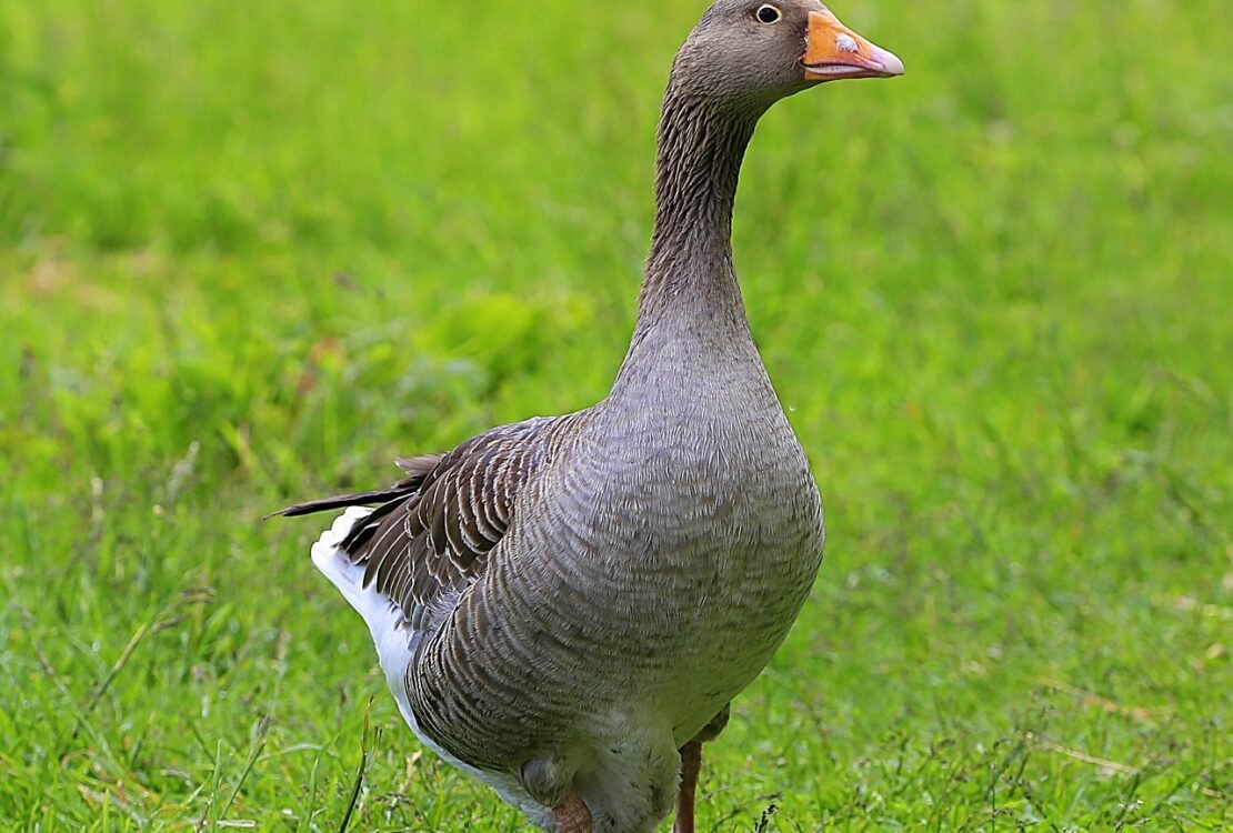 Graugans steht auf einer grünen Wiese